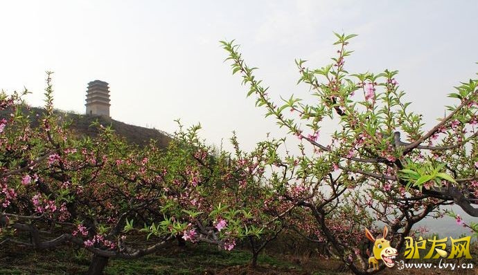 桃花2.jpg